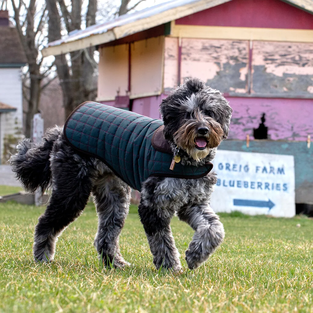 traveler-water-resistant-dog-coat-model.jpg
