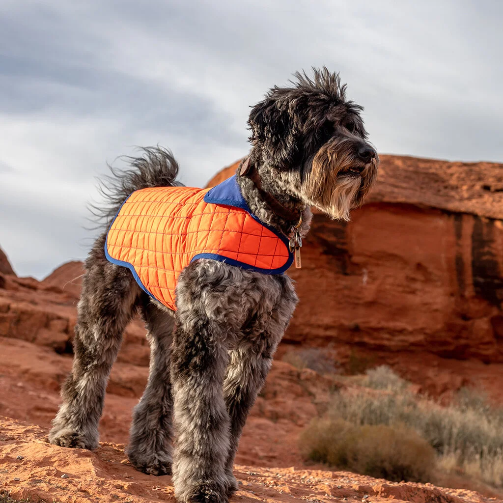 paco-and-lucia-nikki-reversible-dog-raincoat.jpg