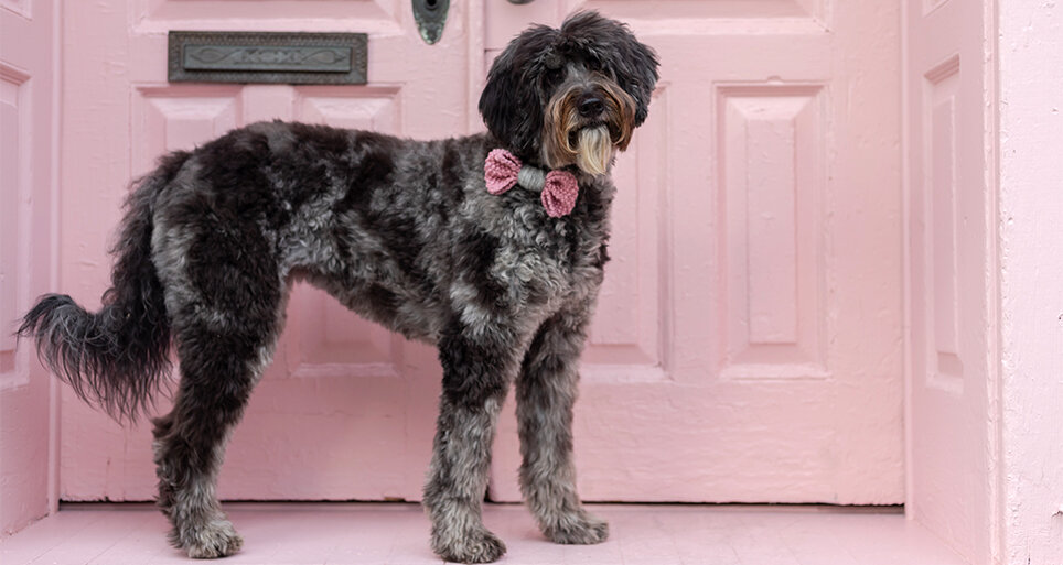 dog-knitted-bow-tie-pink-model-slideshow.jpg