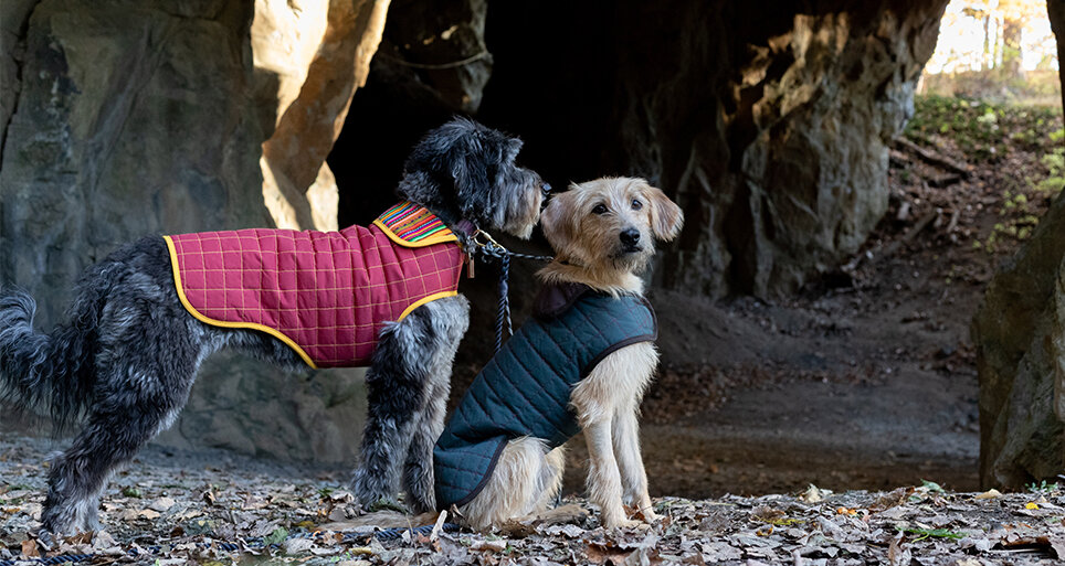 dog-coats-waterproof-slideshow-paco-and-lucia.jpg