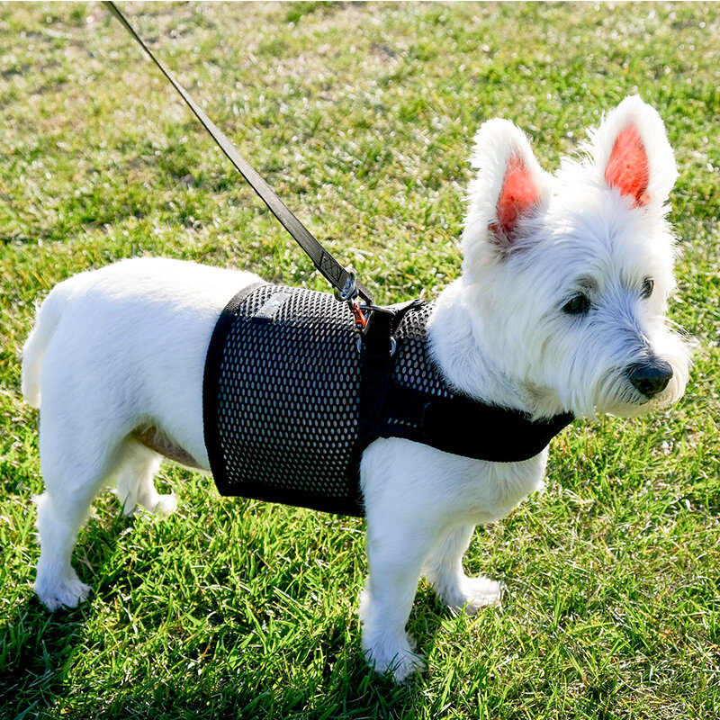 martingale harness