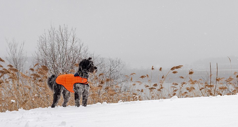 apus-orange-waterproof-dog-coat-sansa-bard-cliff.jpg