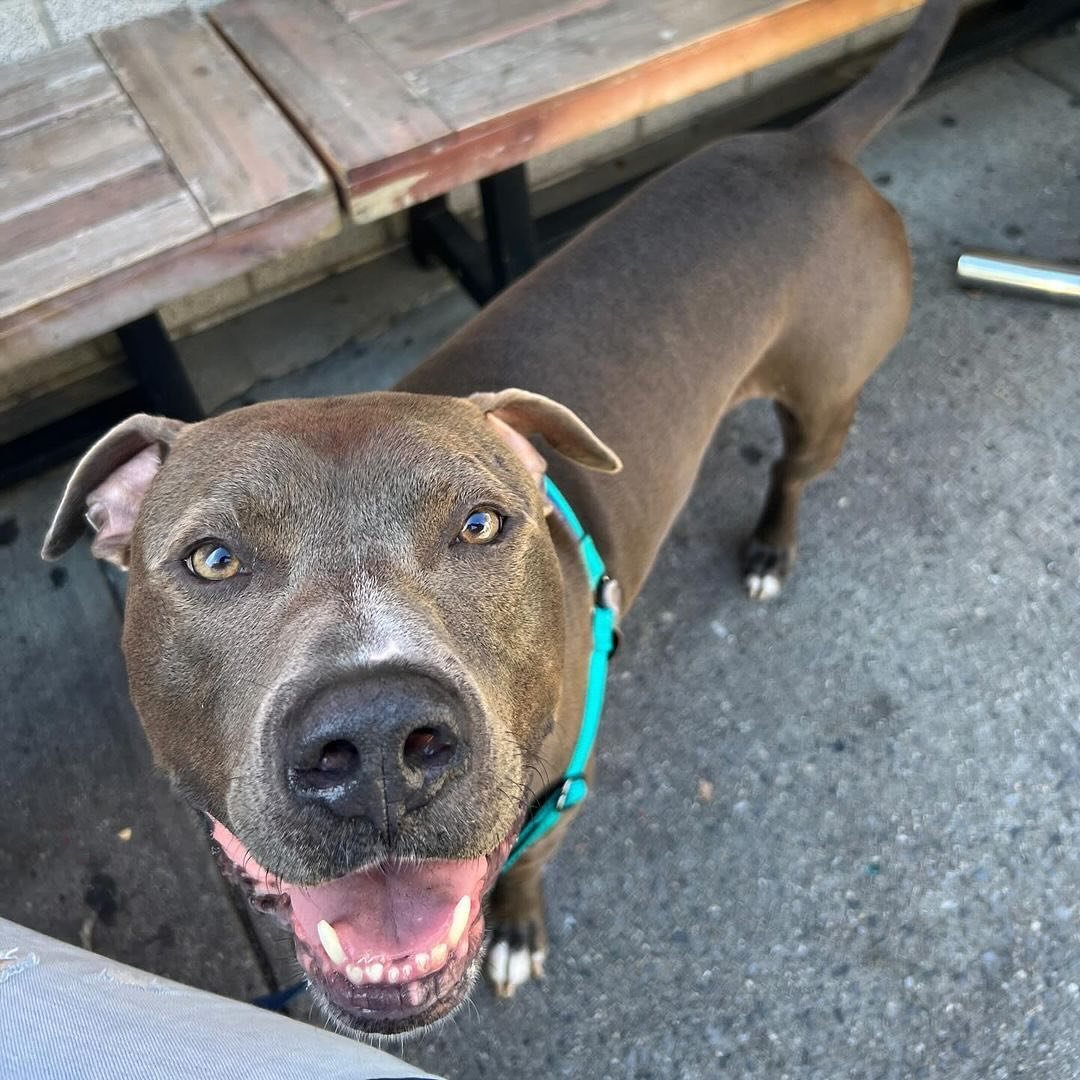 🚨Denver needs a foster starting Friday 4/26. He is SWEET, SMART, FRIENDLY. All over AMAZING. Please help him and share ❤️ More info ⬇️
&bull;
Repost from @socialteesnyc
&bull;
URGENT!!!! THIS HANDSOME MAN NEEDS A FOSTER HOME STARTING FRIDAY 4/26!!! 