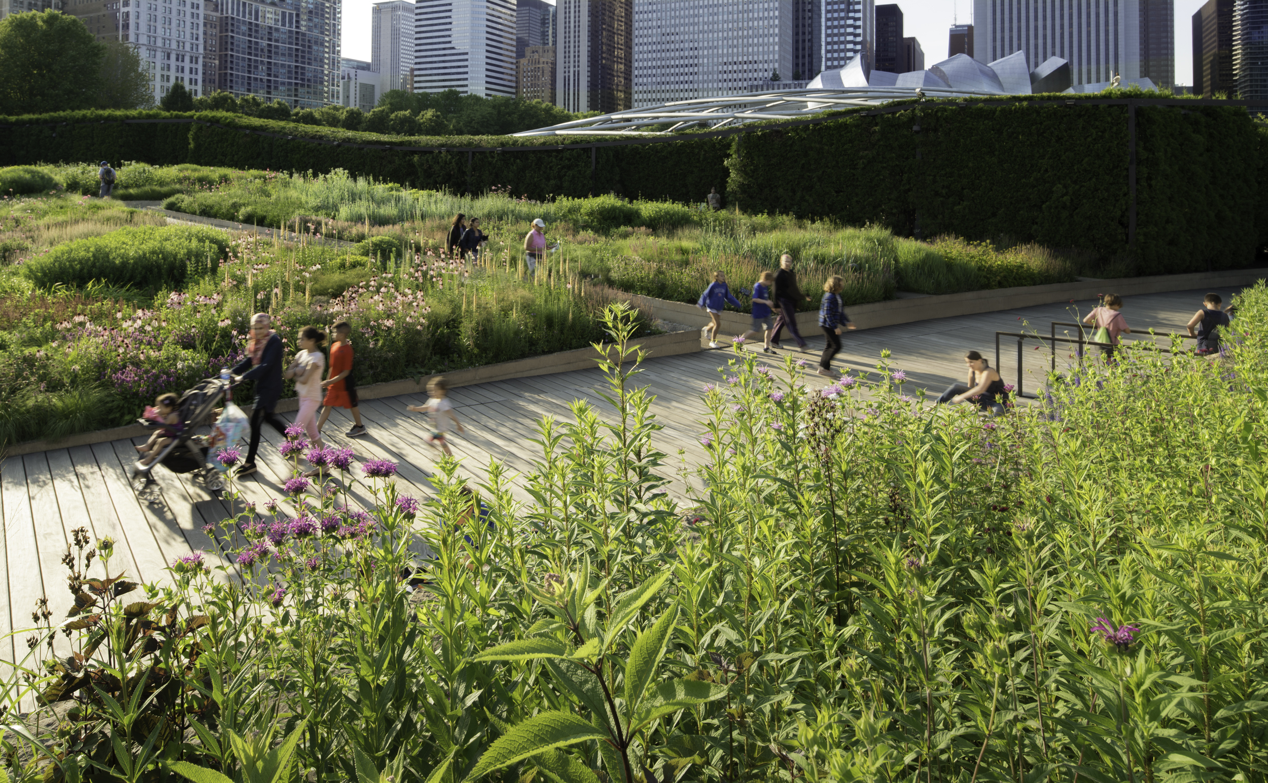 The Lurie Garden at Millennium Park