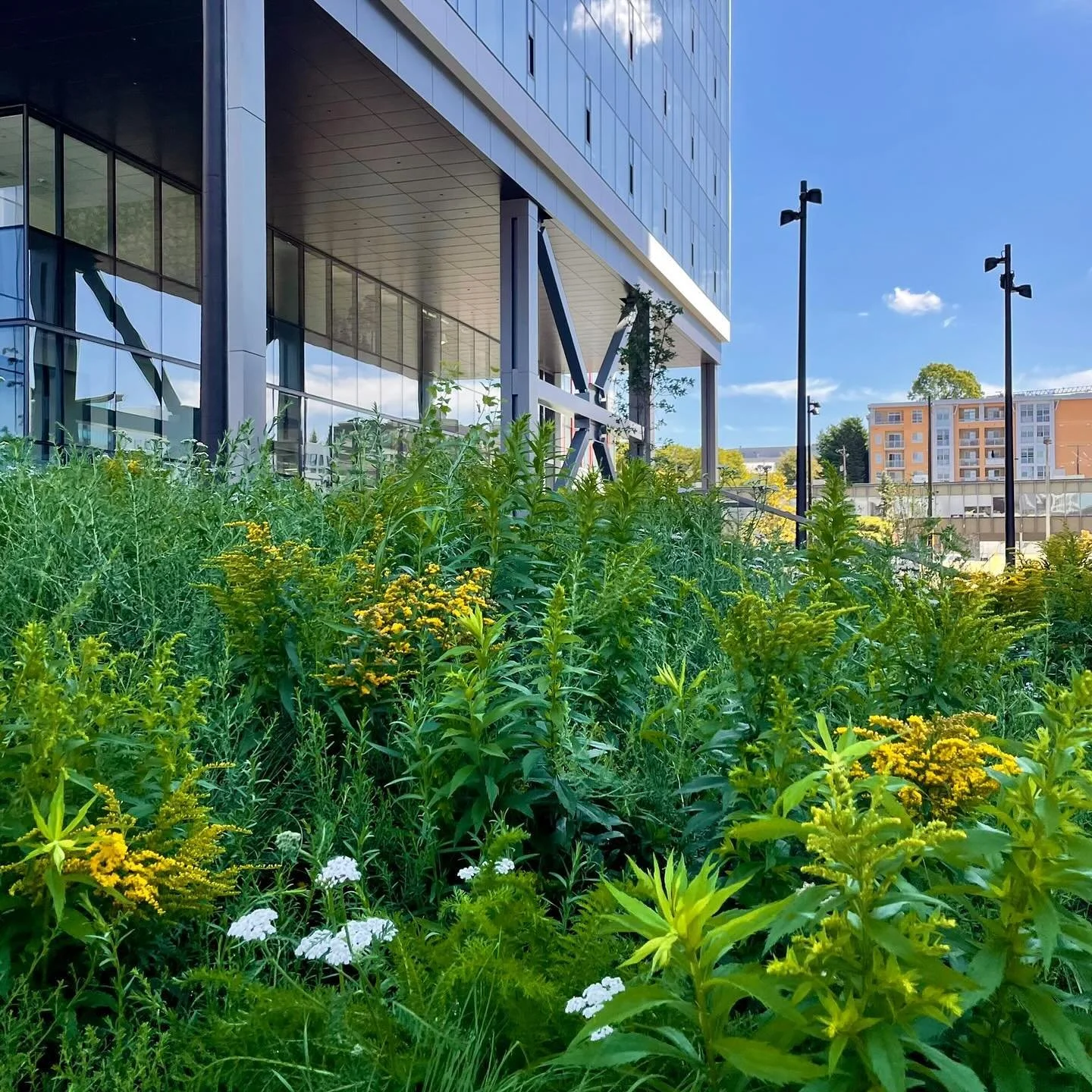 Sitting in a topographic bowl shaped by Meydenbauer Creek and neighboring Lake Washington and Mercer Slough, West Main&rsquo;s site presented an opportunity to celebrate the ecological character of the region with an urban landscape that is immersed 
