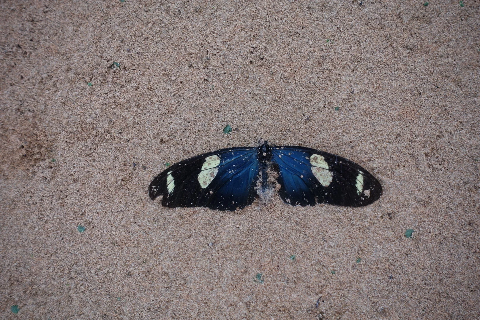Butterfly on shore of Amazon River in Bolivia