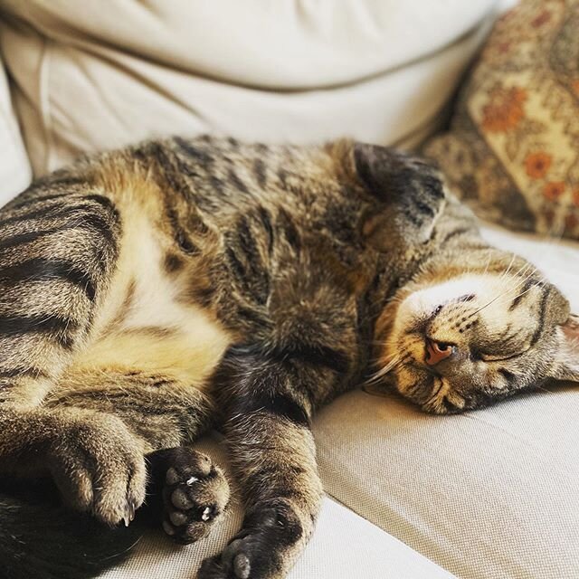 Behold the Mighty Mouse Hunter&mdash; he lead the team at 1:15am to trap a mouse under the stove. Today he sleeps the well deserved rest of a great hero. #catsofinstagram #cats #catmom #brooklyncats #thedummylife