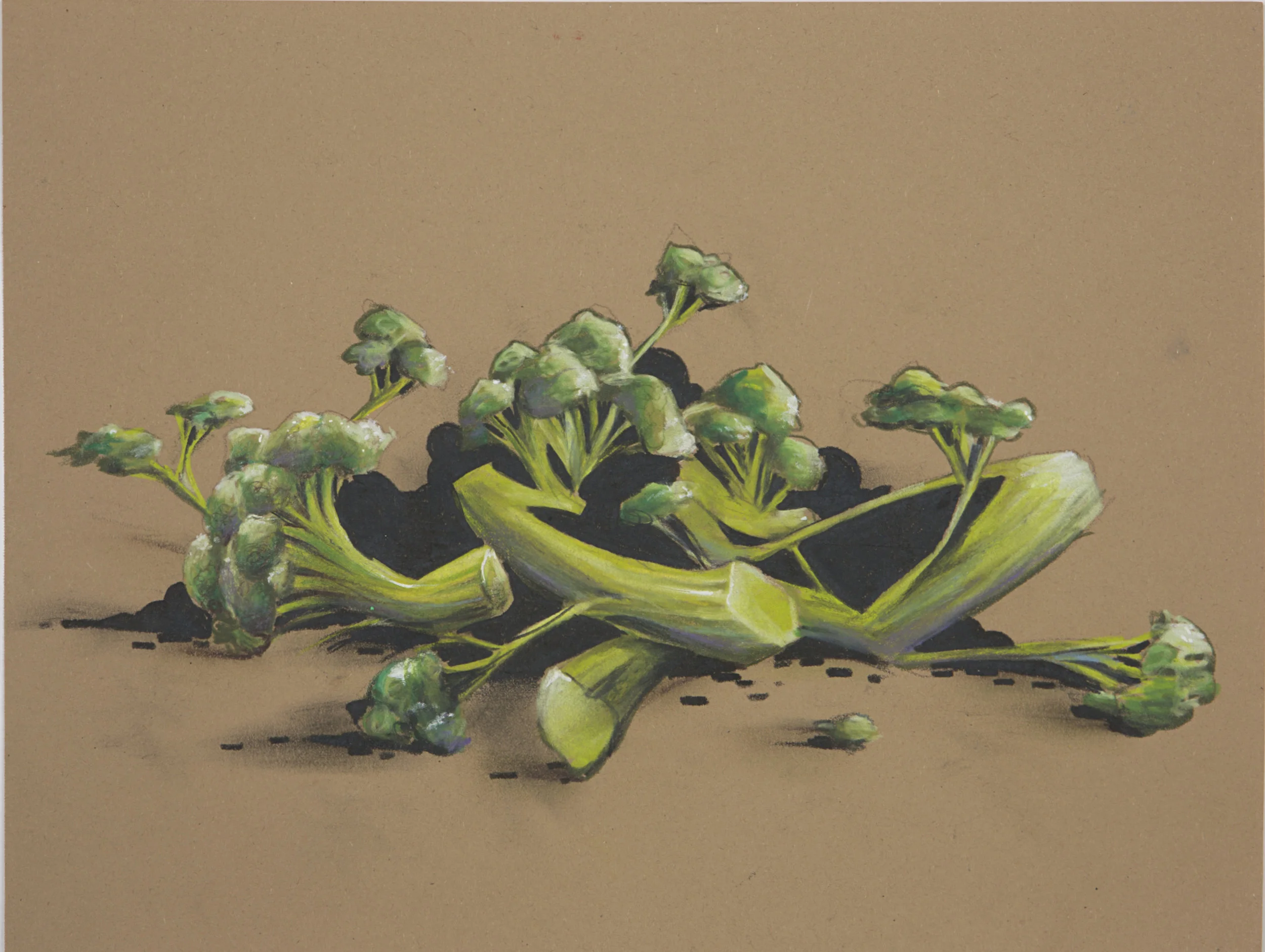 CES Untitled (Broccoli), 2014 Ink on Paper 11 x 14 inches