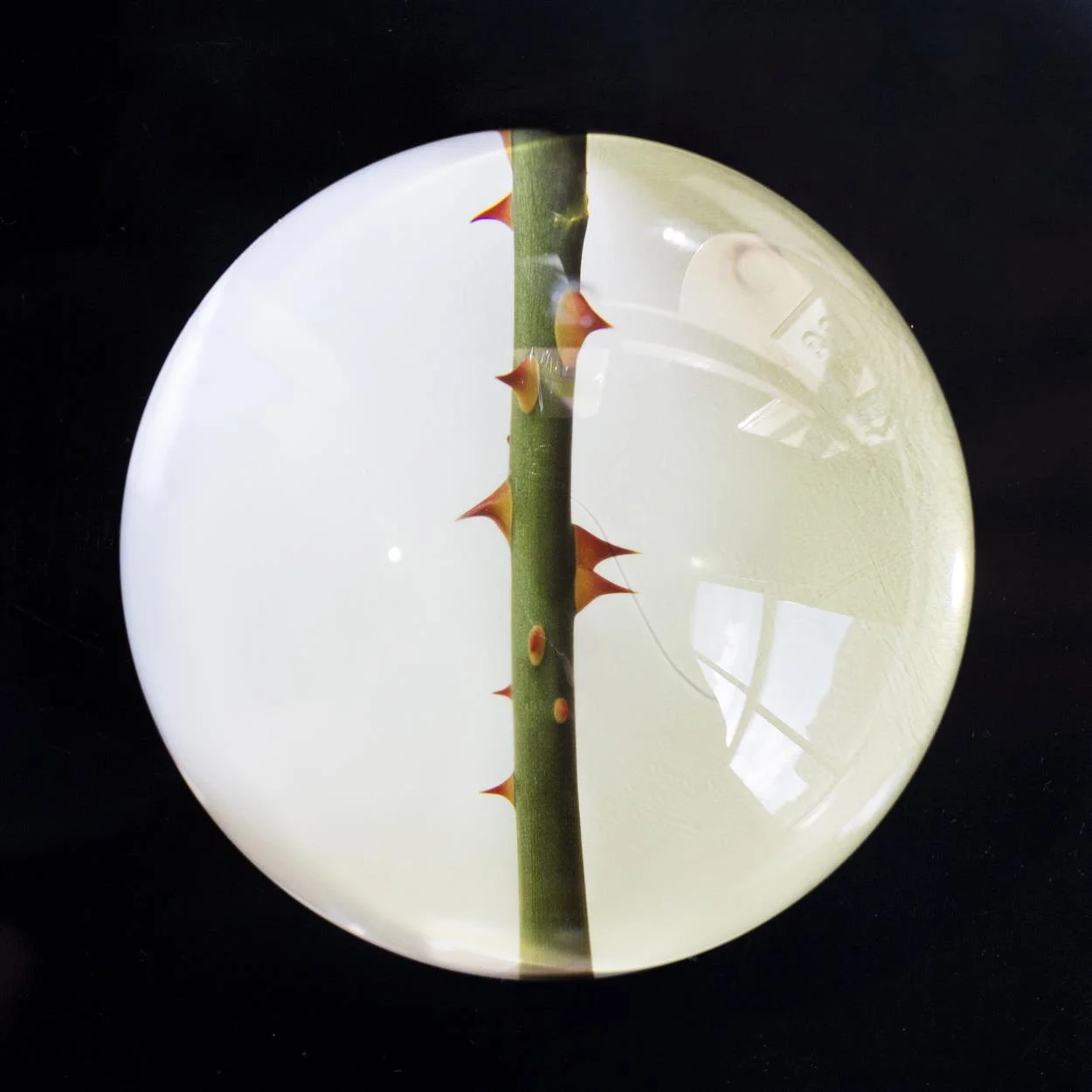 Louise Lawler Untitled (Rose Stem), 1993 Paperweight, cibachrome, crystal, felt, Edition of 10 2 x 3 1/2 inches