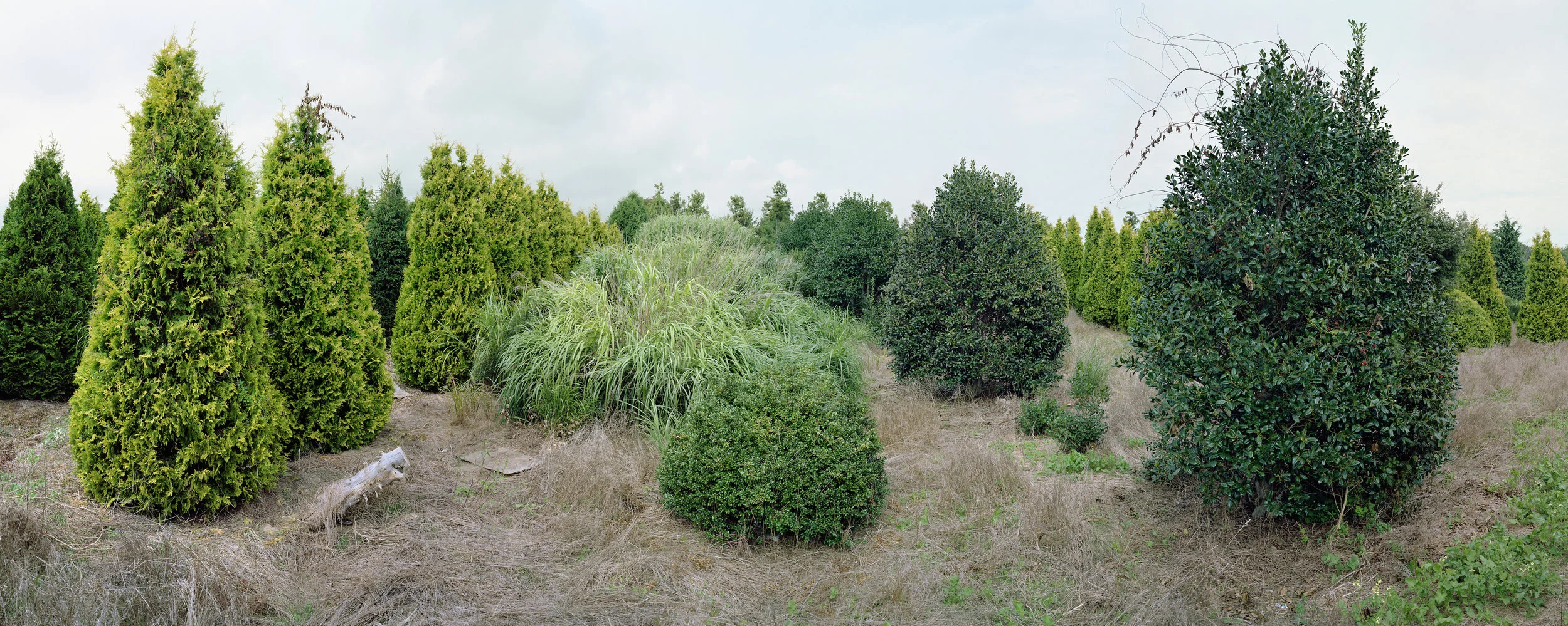 Scott McFarland Verderber Landscape Nursery, Montauk Highway, Hampton Bays, New York #2, 2013 Archival Inkjet Print, edition of 5 29 x 70 inches
