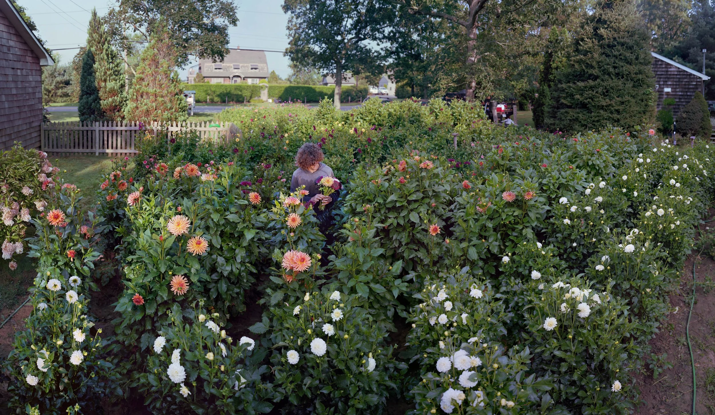 Scott McFarland Flower Stand, Scuttlehole Road, Water Mill, New York, 2013 Archival Inkjet Print, edition of 5 41\5 x 70\5 inches