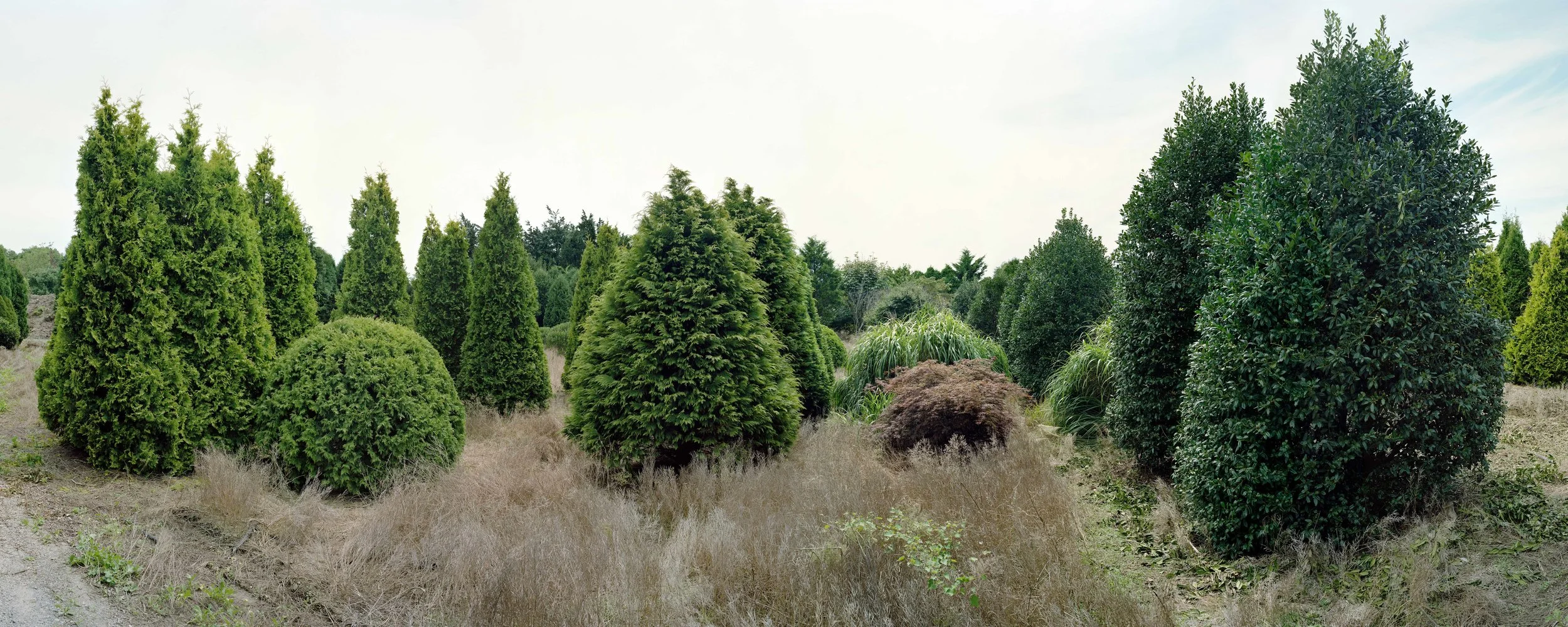 Scott McFarland Verderber Landscape Nursery, Montauk Highway, Hampton Bays, New York #1, 2013 Archival Inkjet Print, edition of 5 29 X 70 inches
