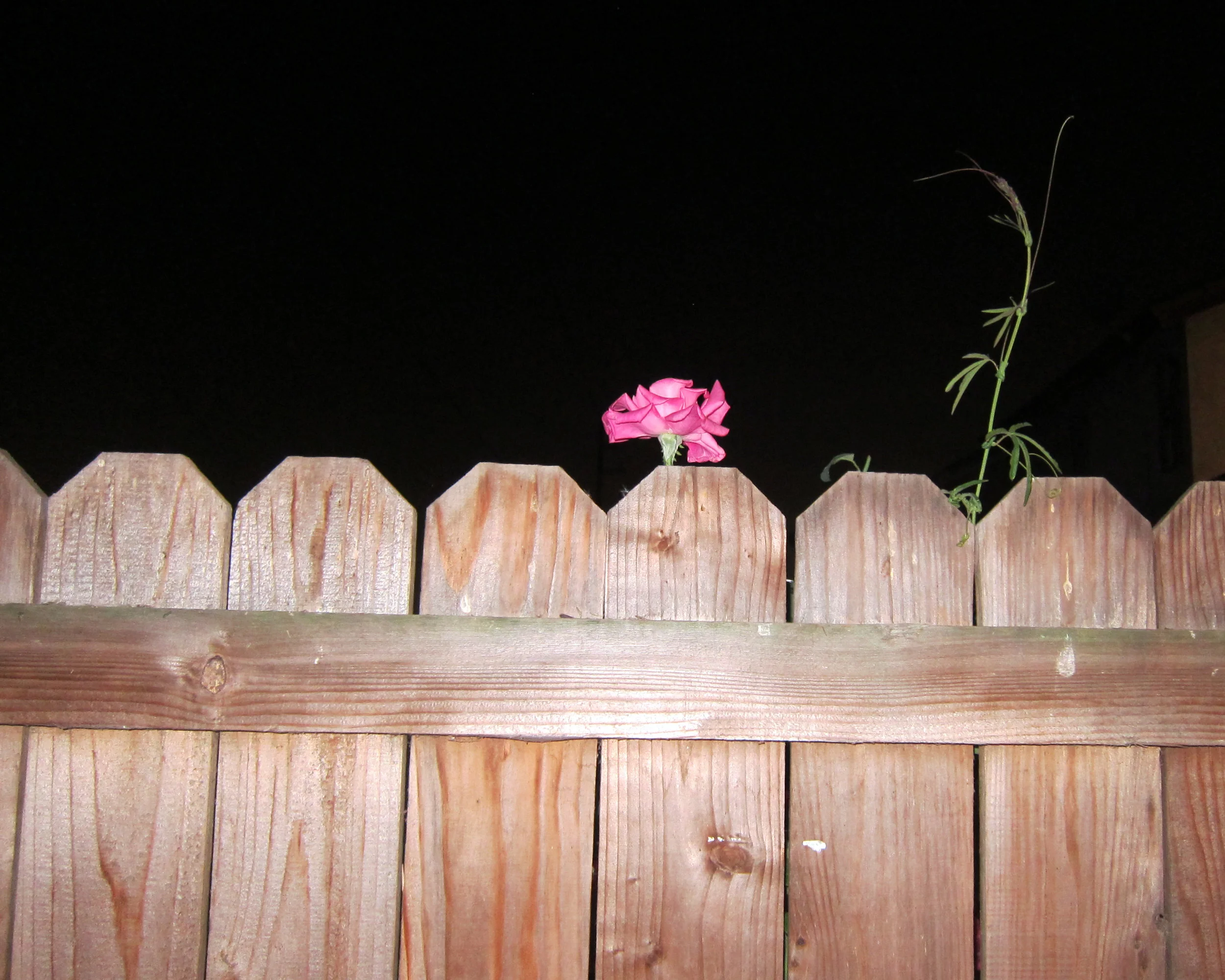 Sadie Barnette Night Rose, 2016 C-Print, Edition of Five Unframed: 8 x 10 inches Framed: 10.75 x 13 inches