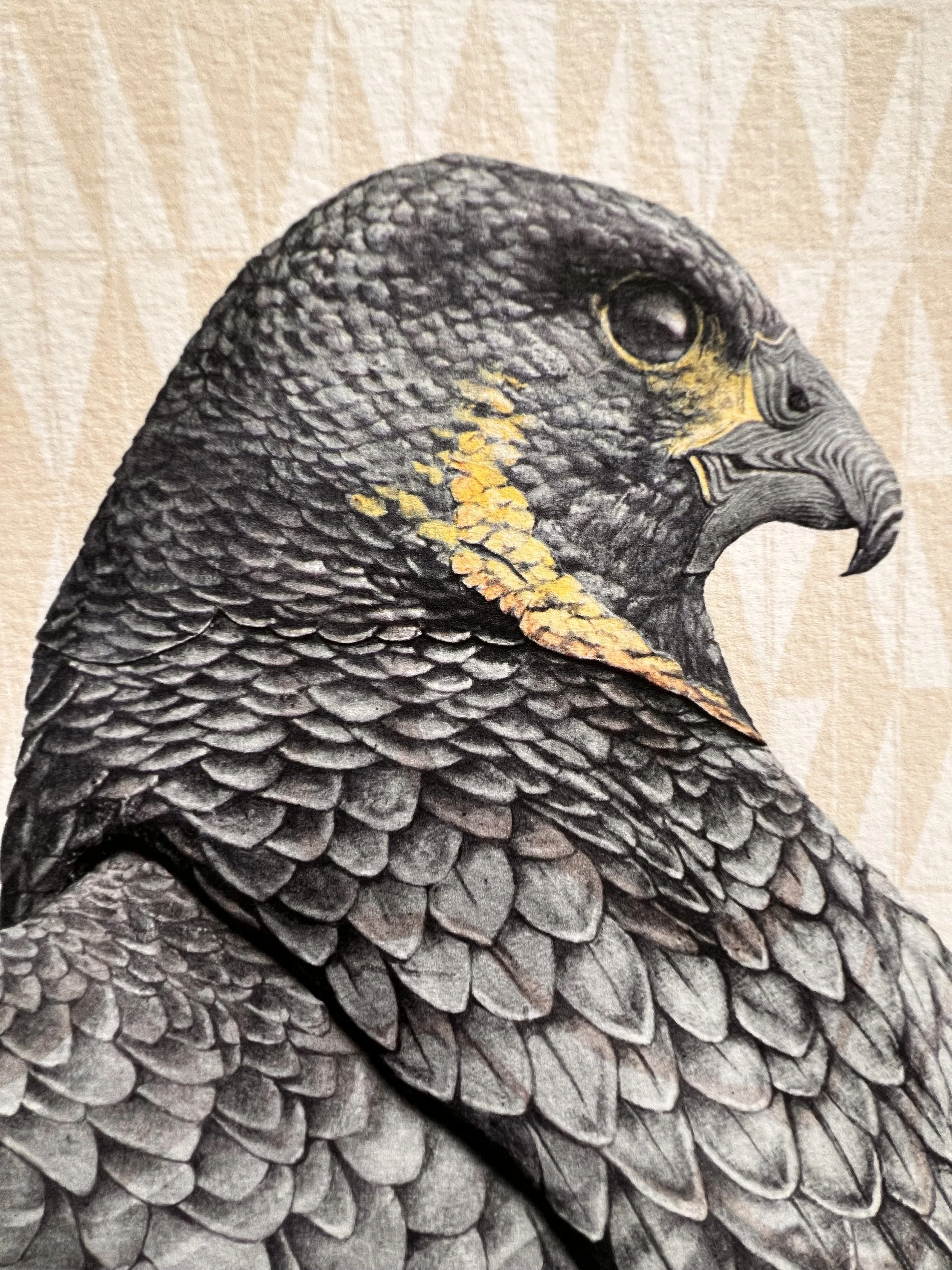 Peregrine
