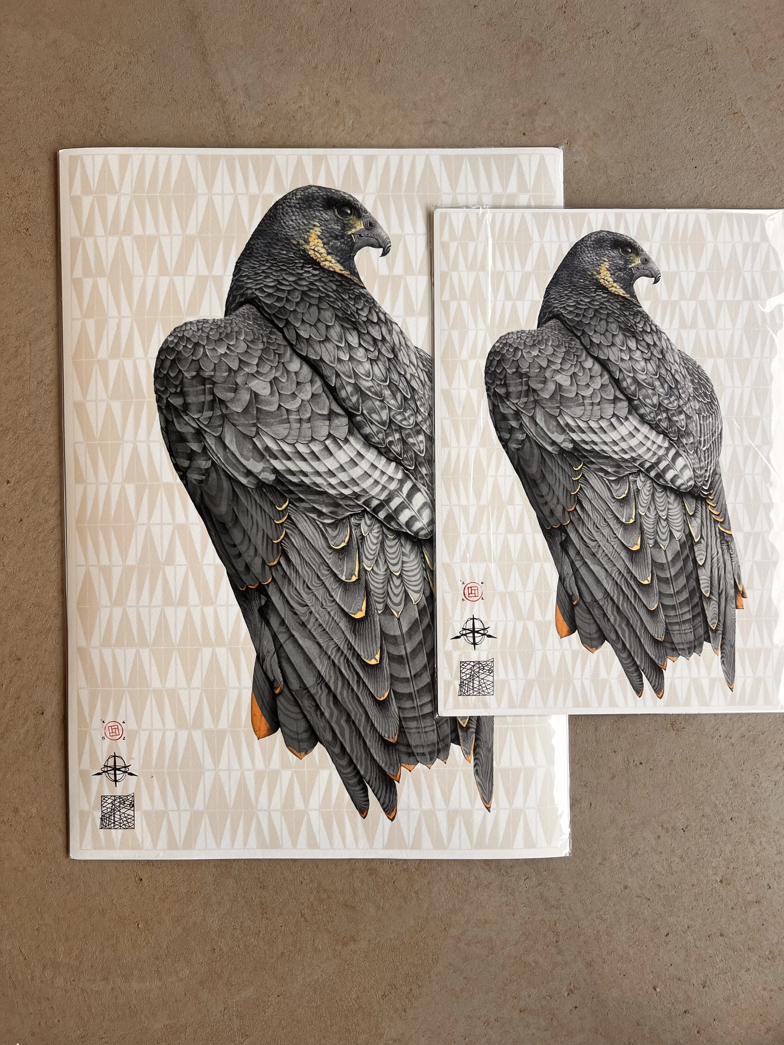 Peregrine falcon