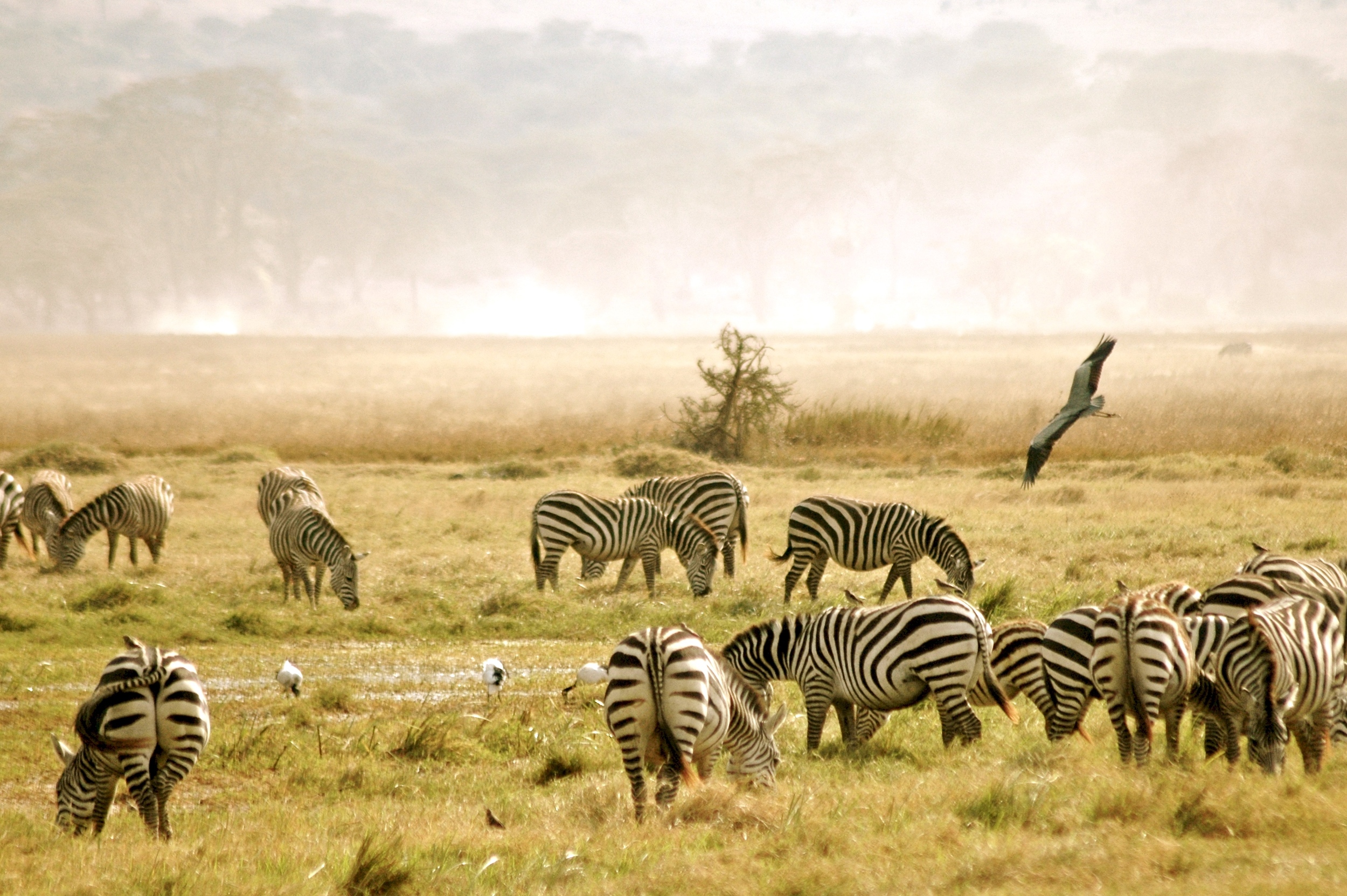 Botswana Safari