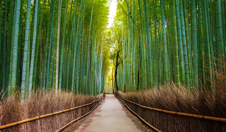 Kyoto 2.jpg