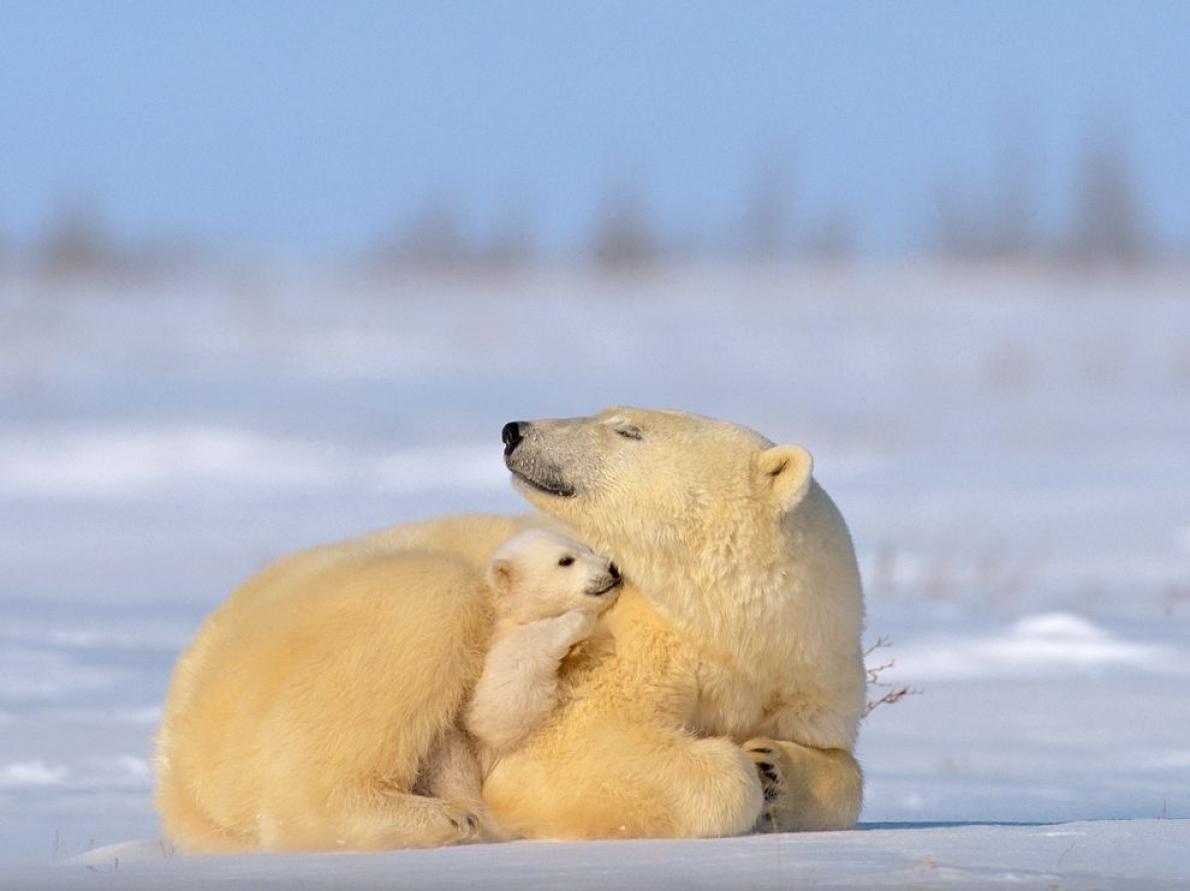 Photography by: Norbert Rosing, National Geographic