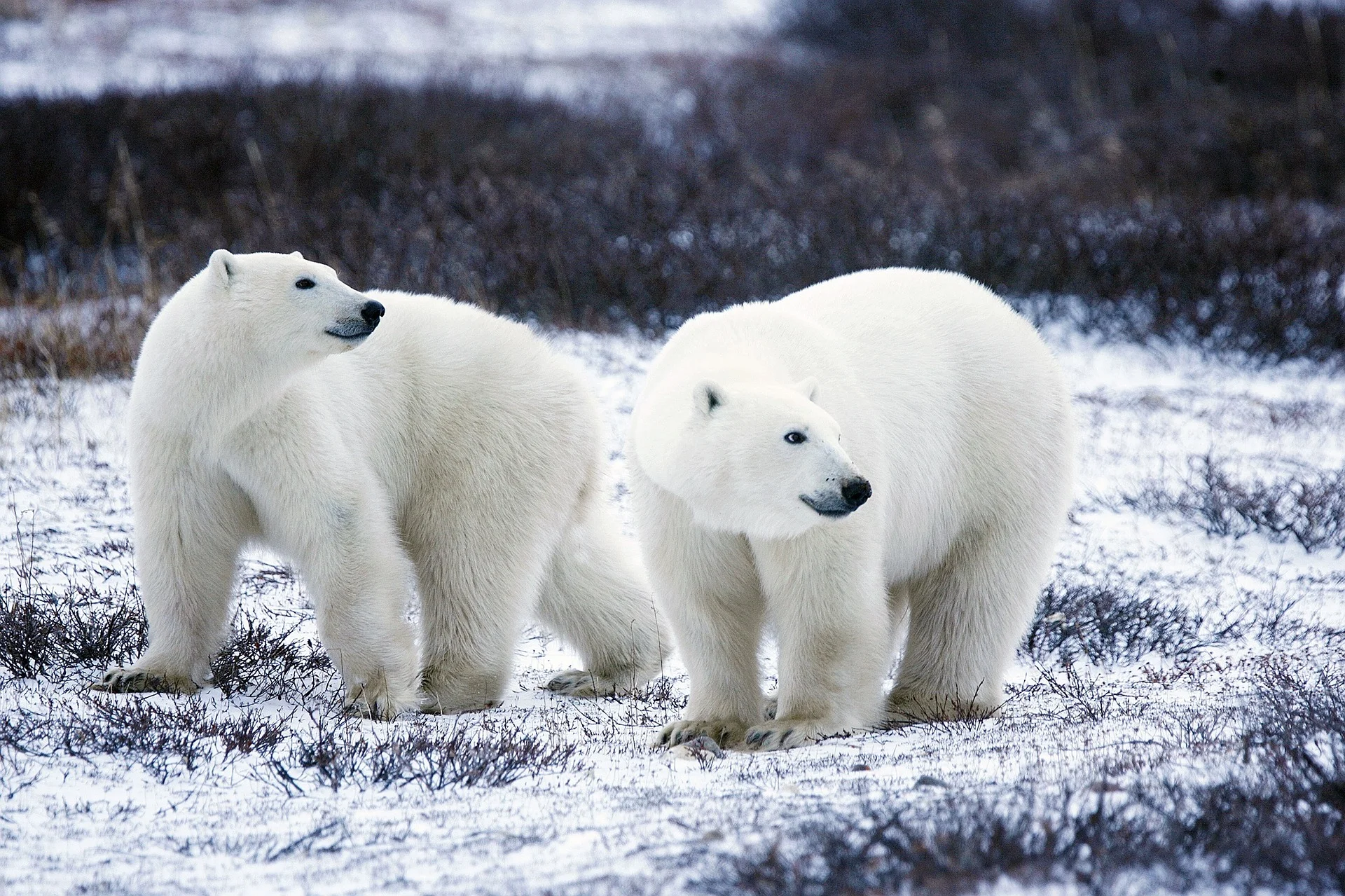 polar-bears-1665367_1920.jpg