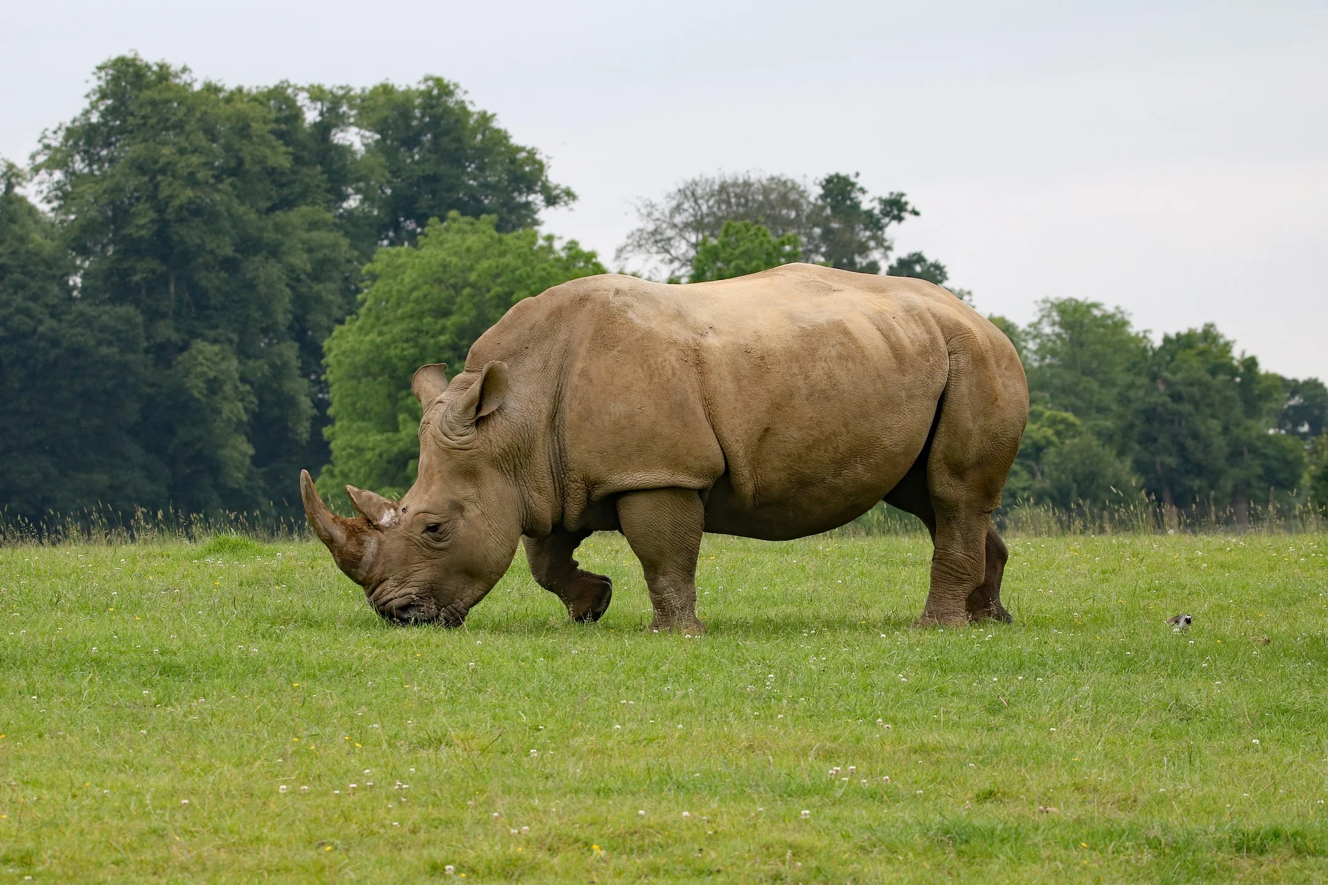 rhino-1895111_1920.jpg