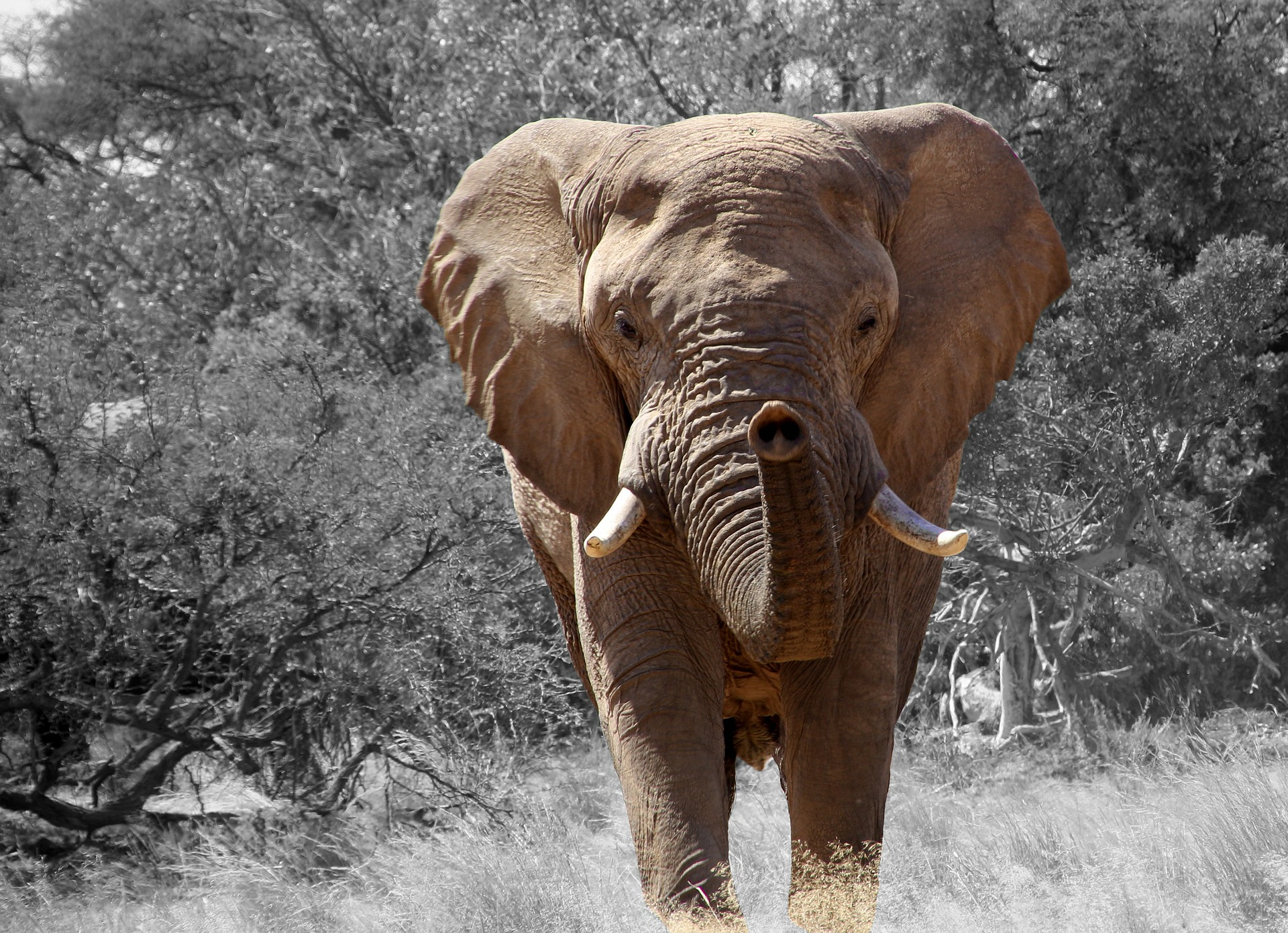 elephant-84186_1920.jpg