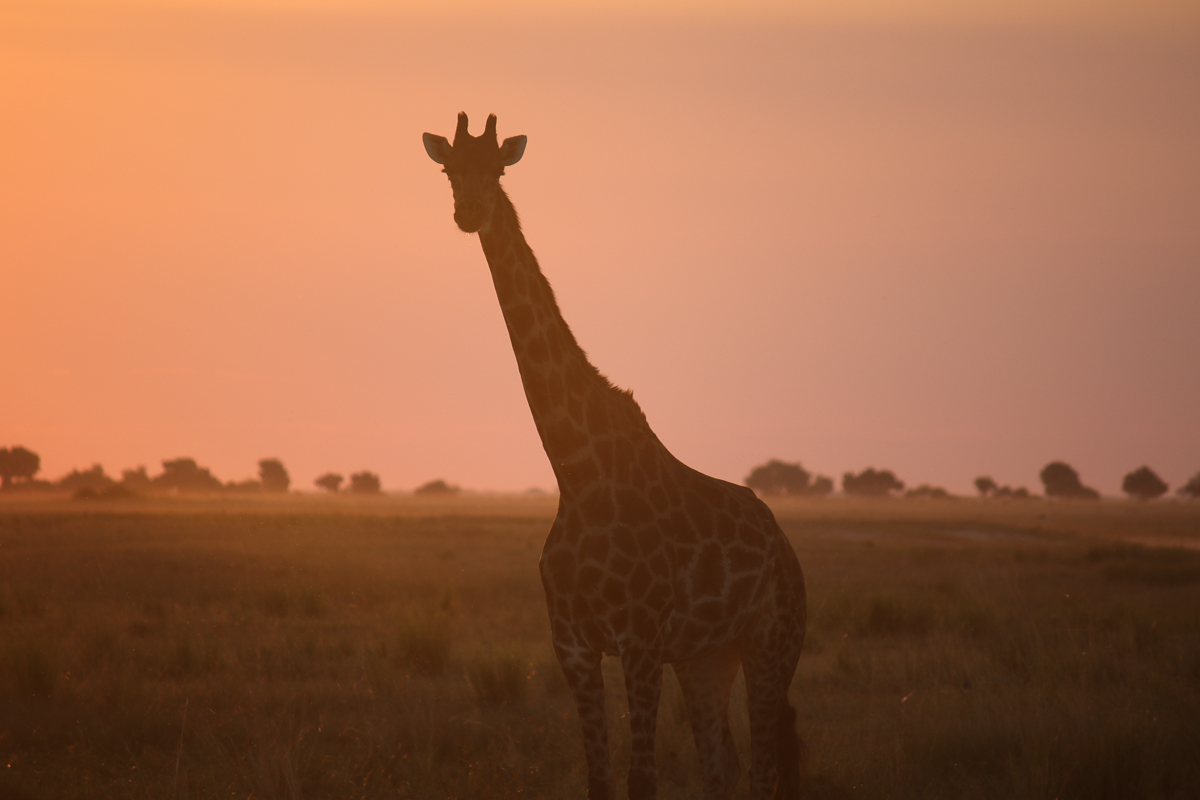 Botswana Safari