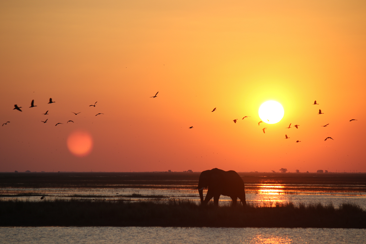 Botswana Safari