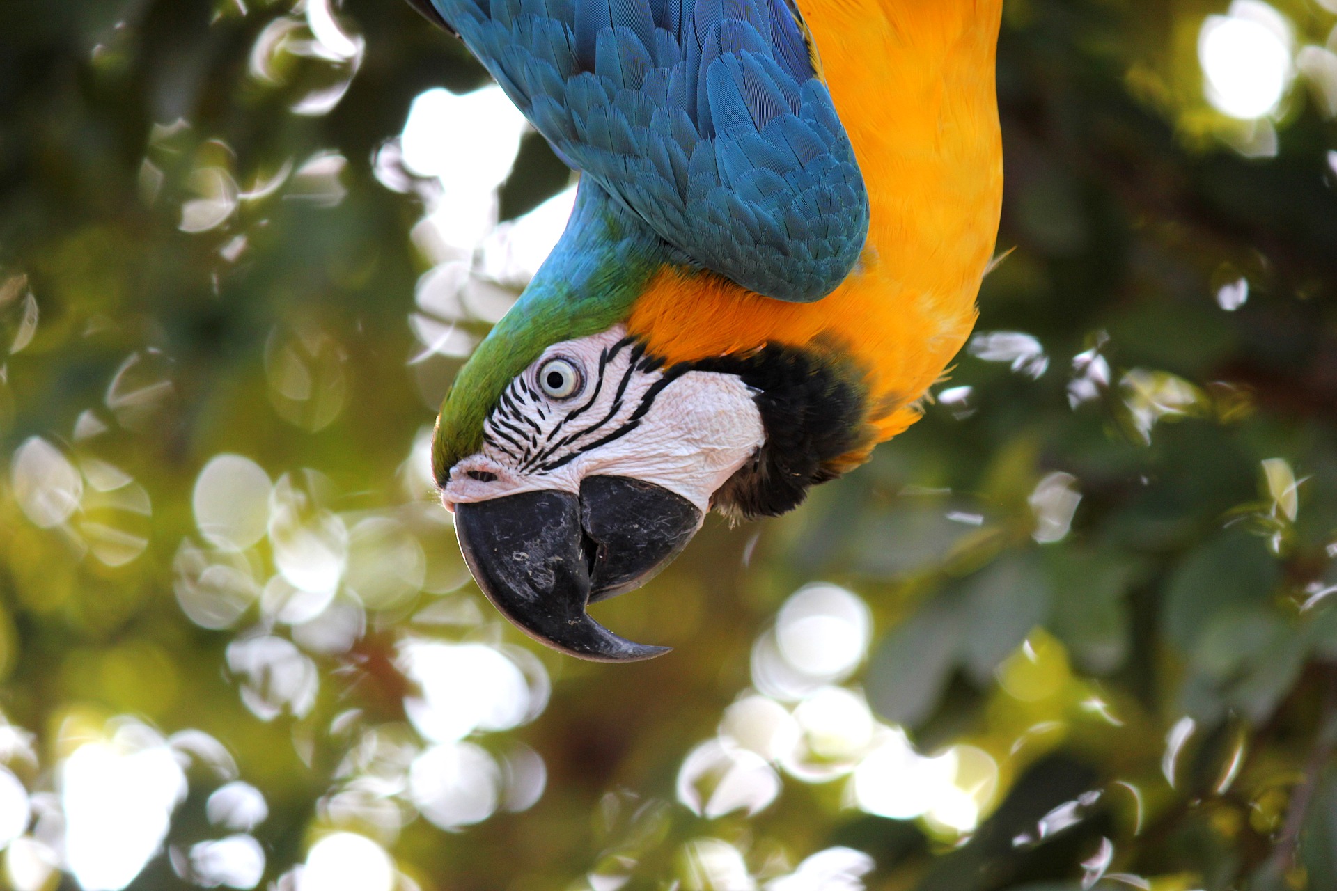 macaw-1817586_1920.jpg