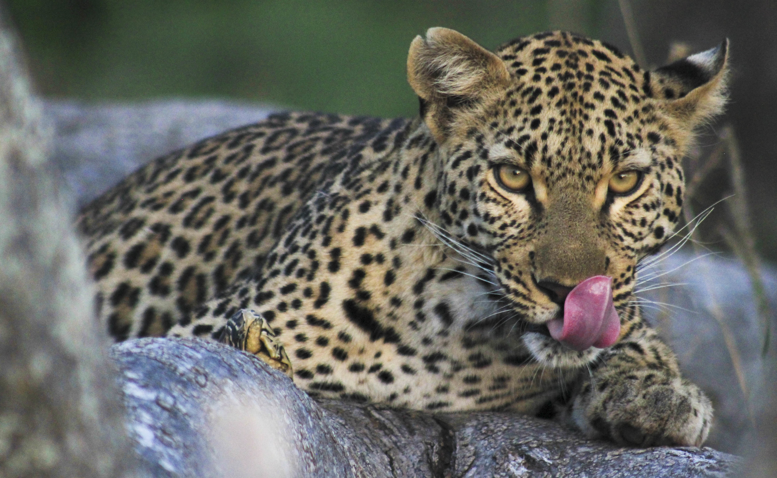 Botswana Safari