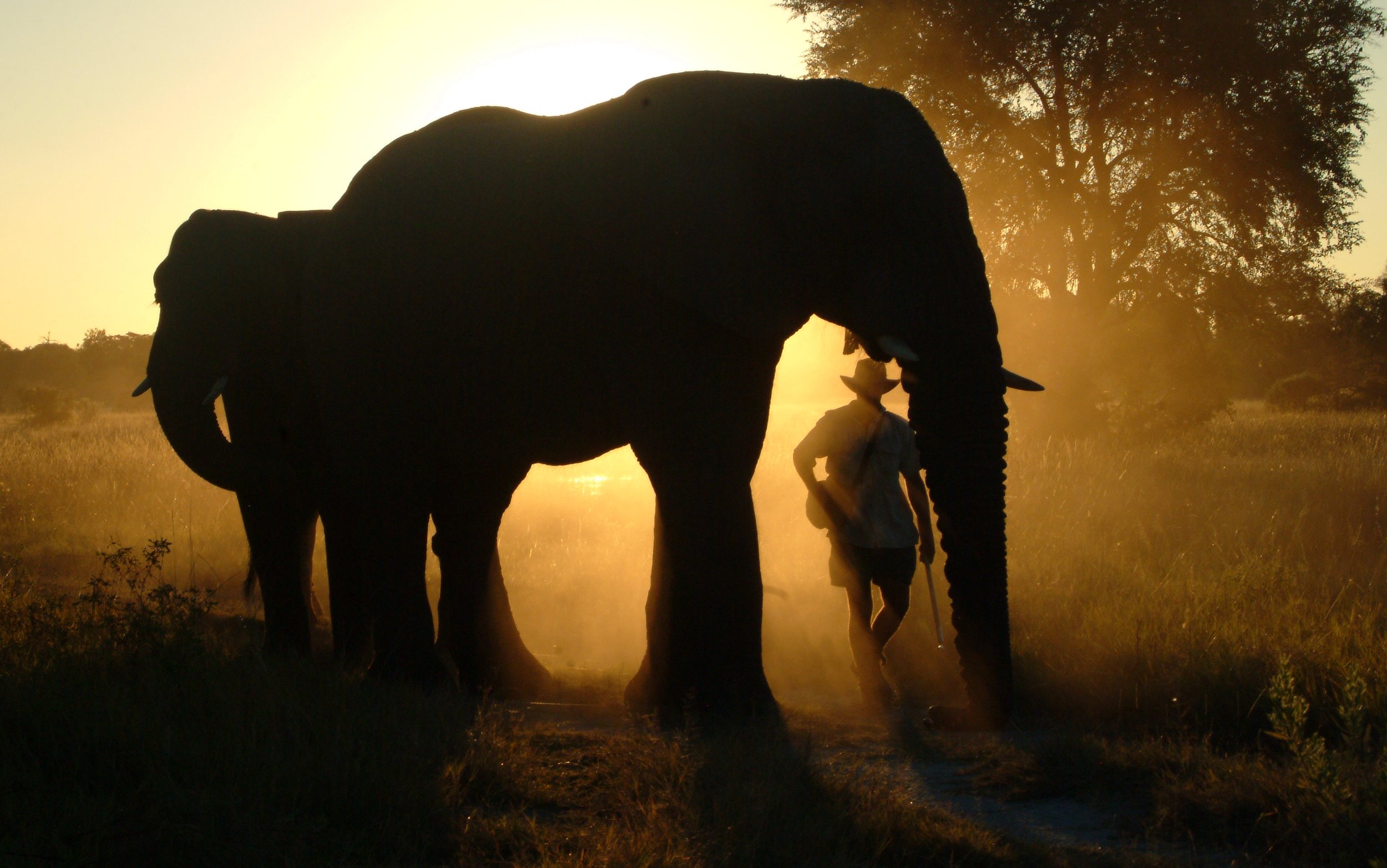 Botswana Safari