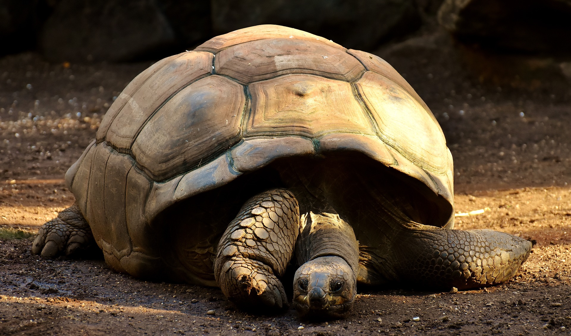 giant-tortoises-2872006_1920.jpg