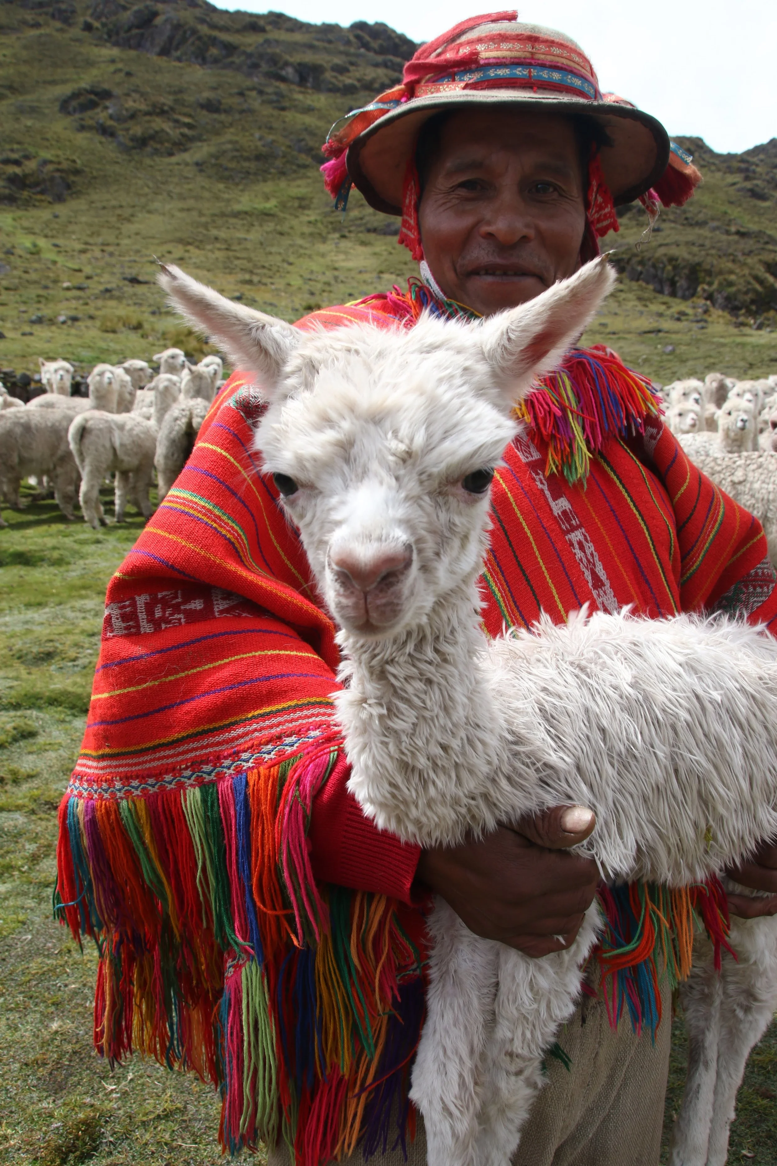 What is a Llama Blessing Ceremony in Peru Really Like?
