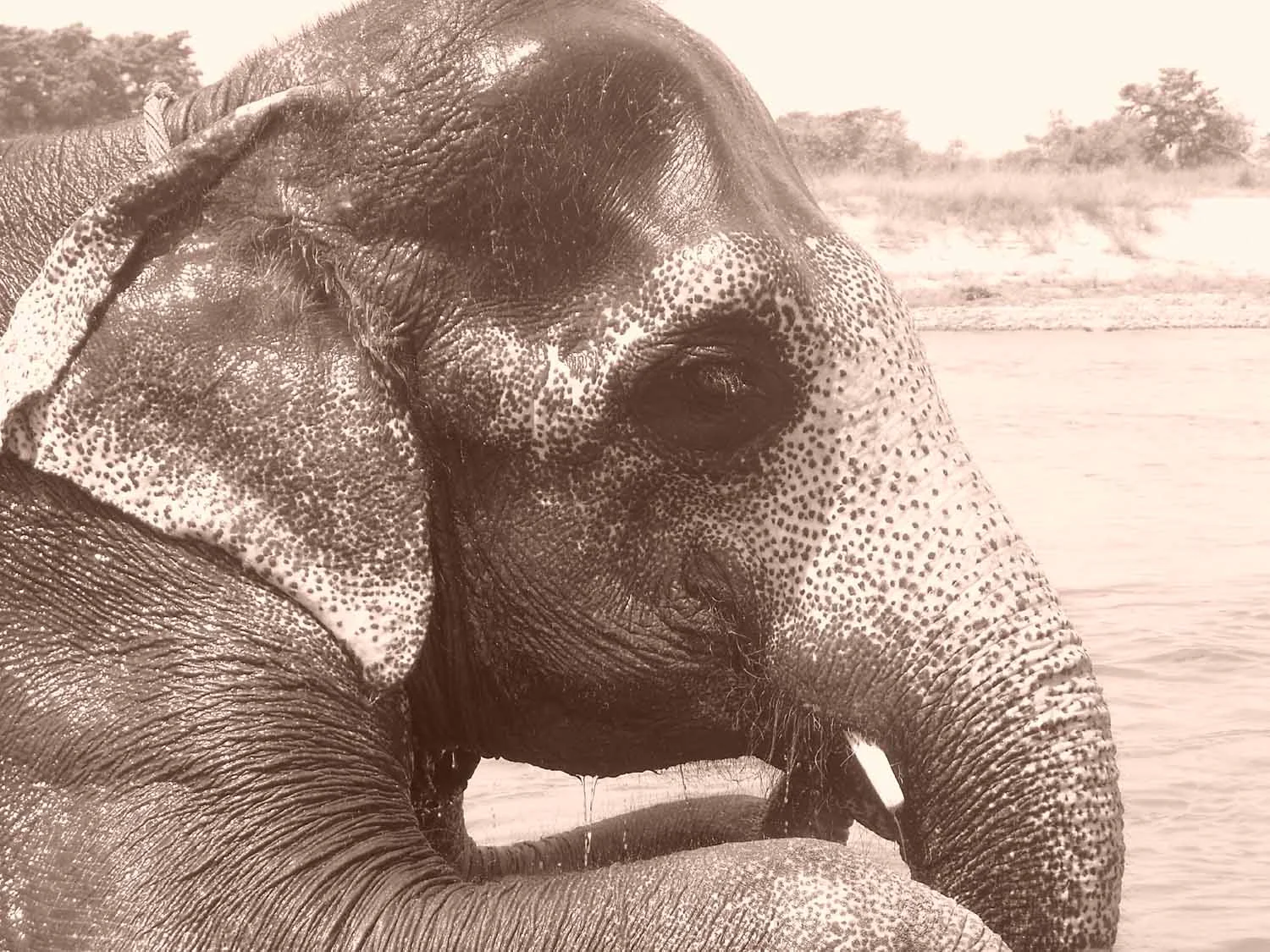 Elephant 4 Close Up.jpg