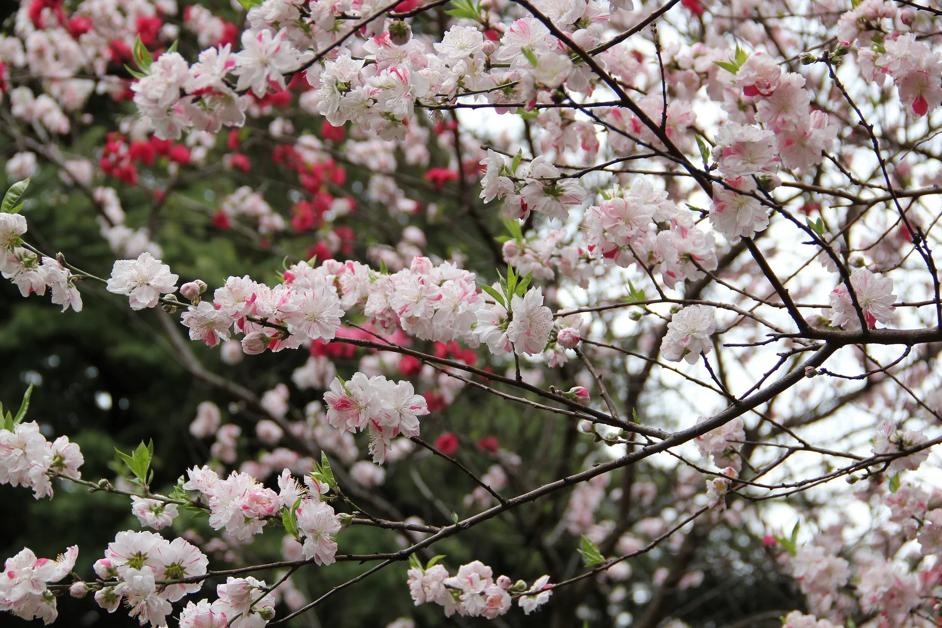 sakura-1620240_1920.jpg
