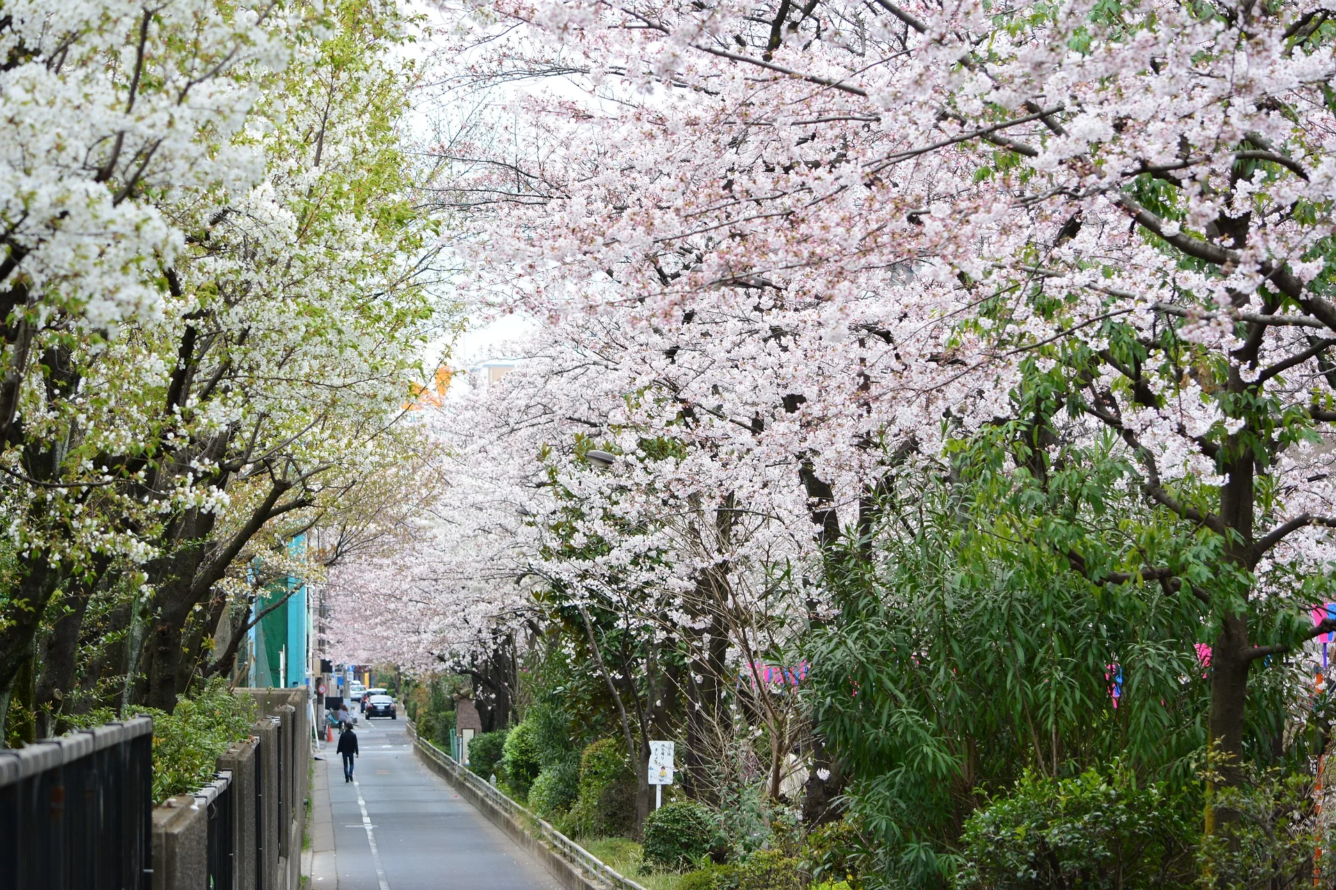 japan-2755079_1920.jpg