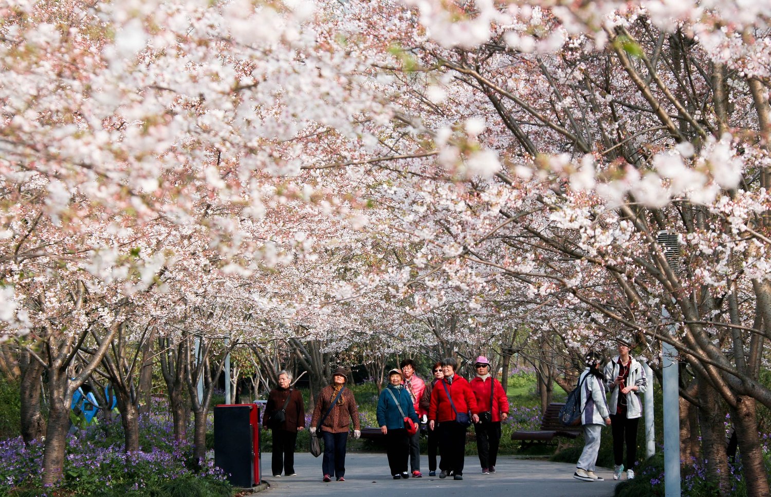 cherry-blossom-2722418_1920.jpg