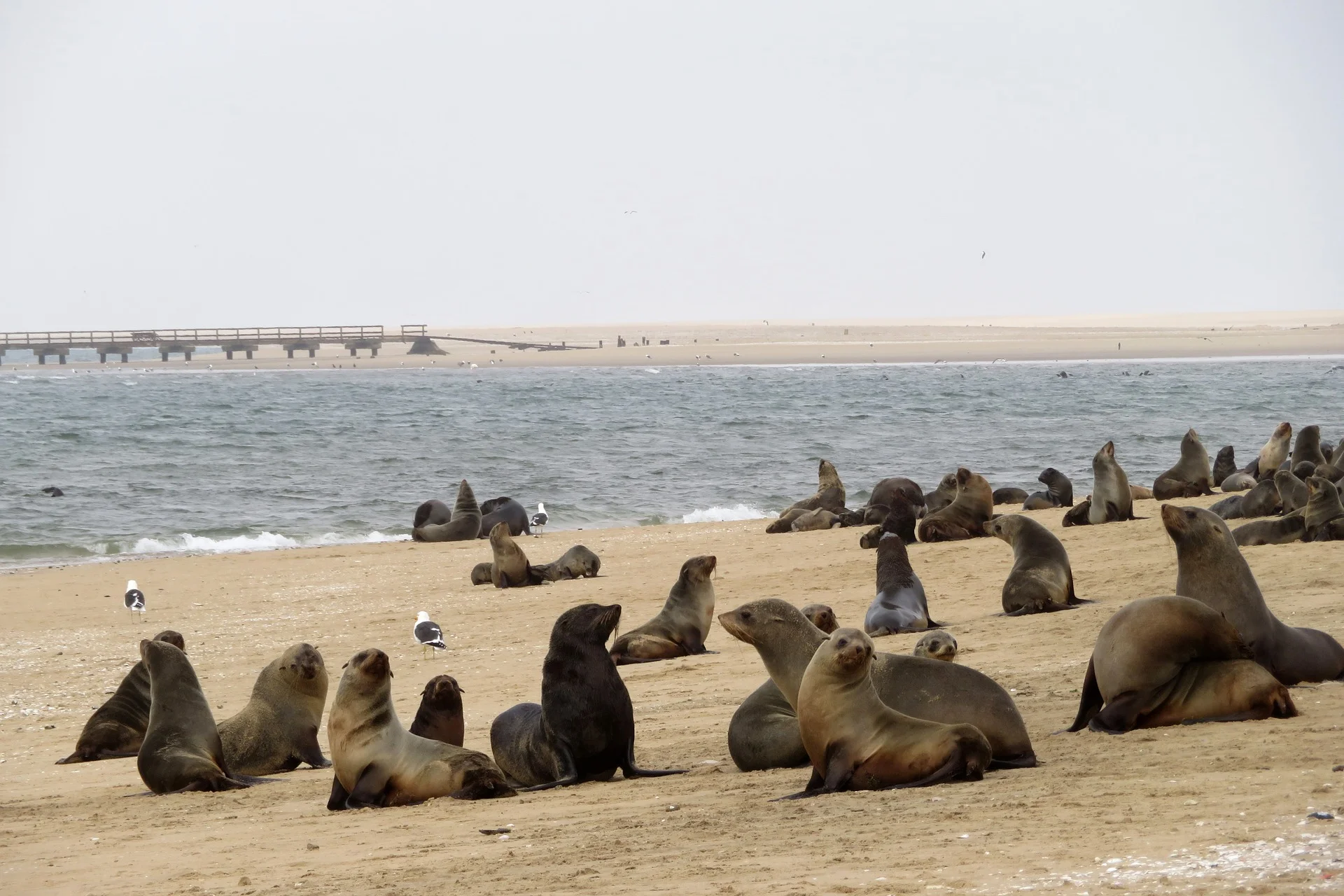 Cape Cross Sea Lions.jpg