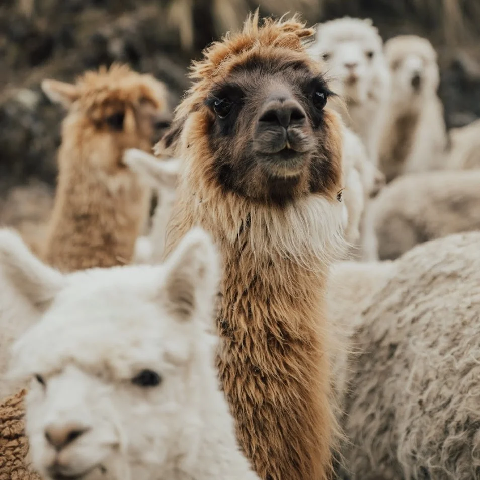 Five Facts You Might Not Have Known About Llamas