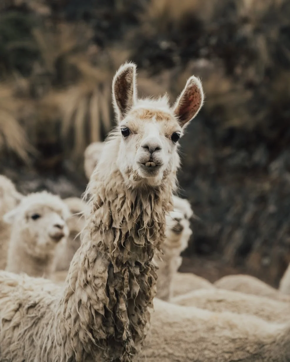 Five Facts You Might Not Have Known About Llamas — Acanela Expeditions