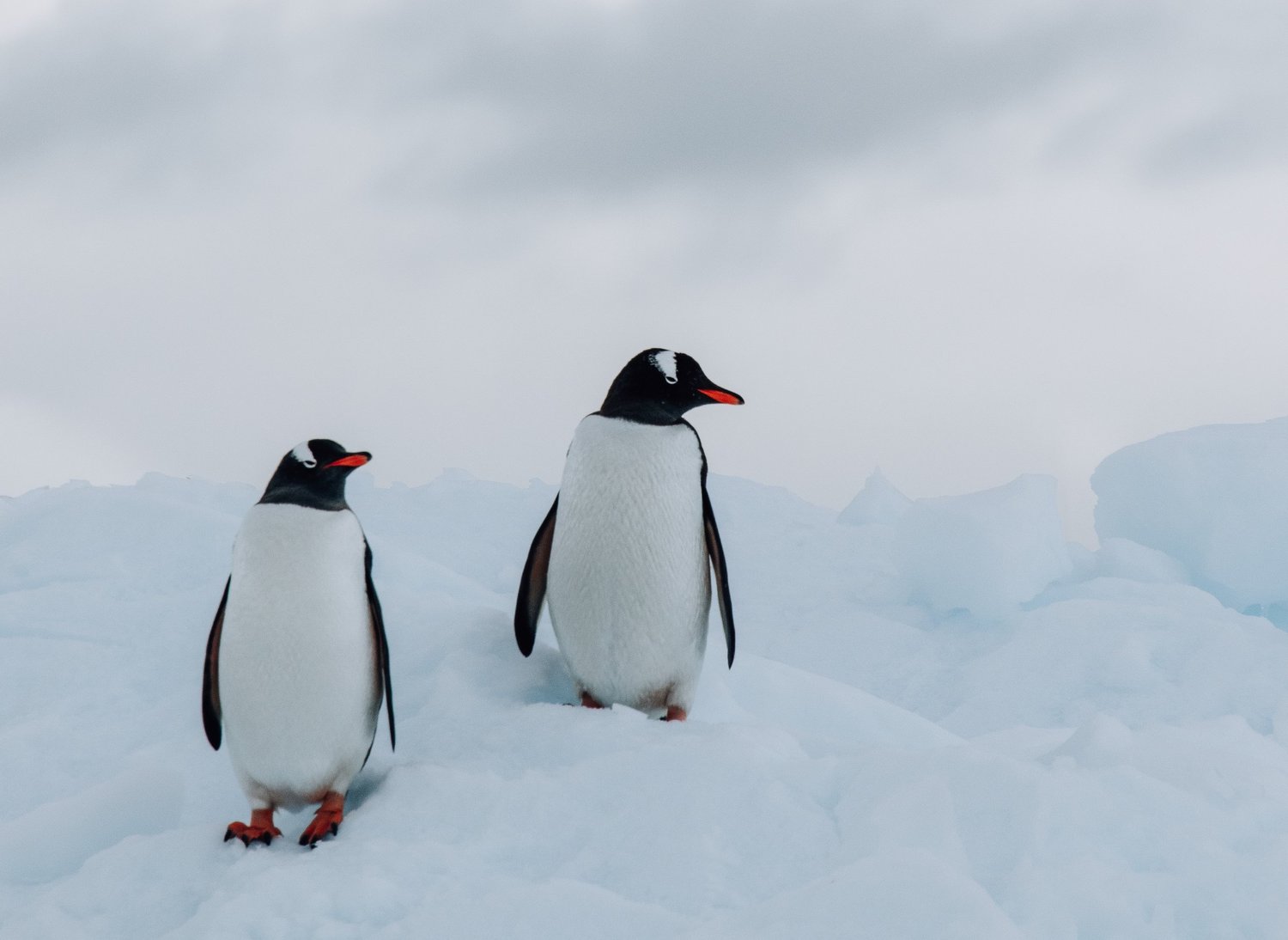 Antarctica | Acanela Expeditions