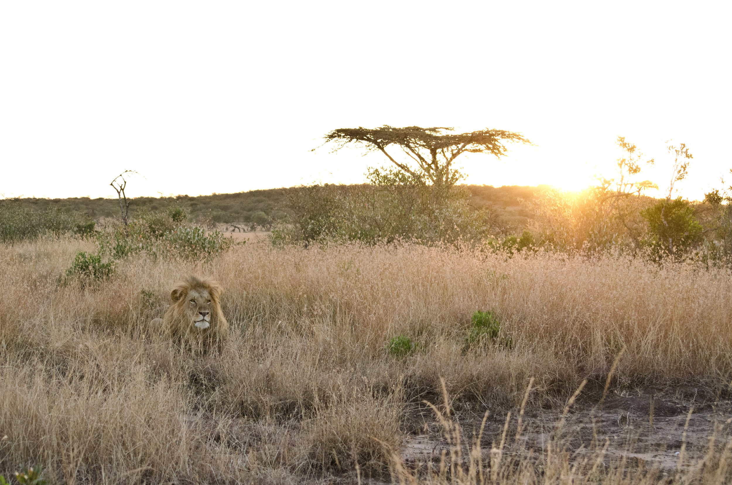 Life of the Maasai Tribe in Kenya — Acanela Expeditions