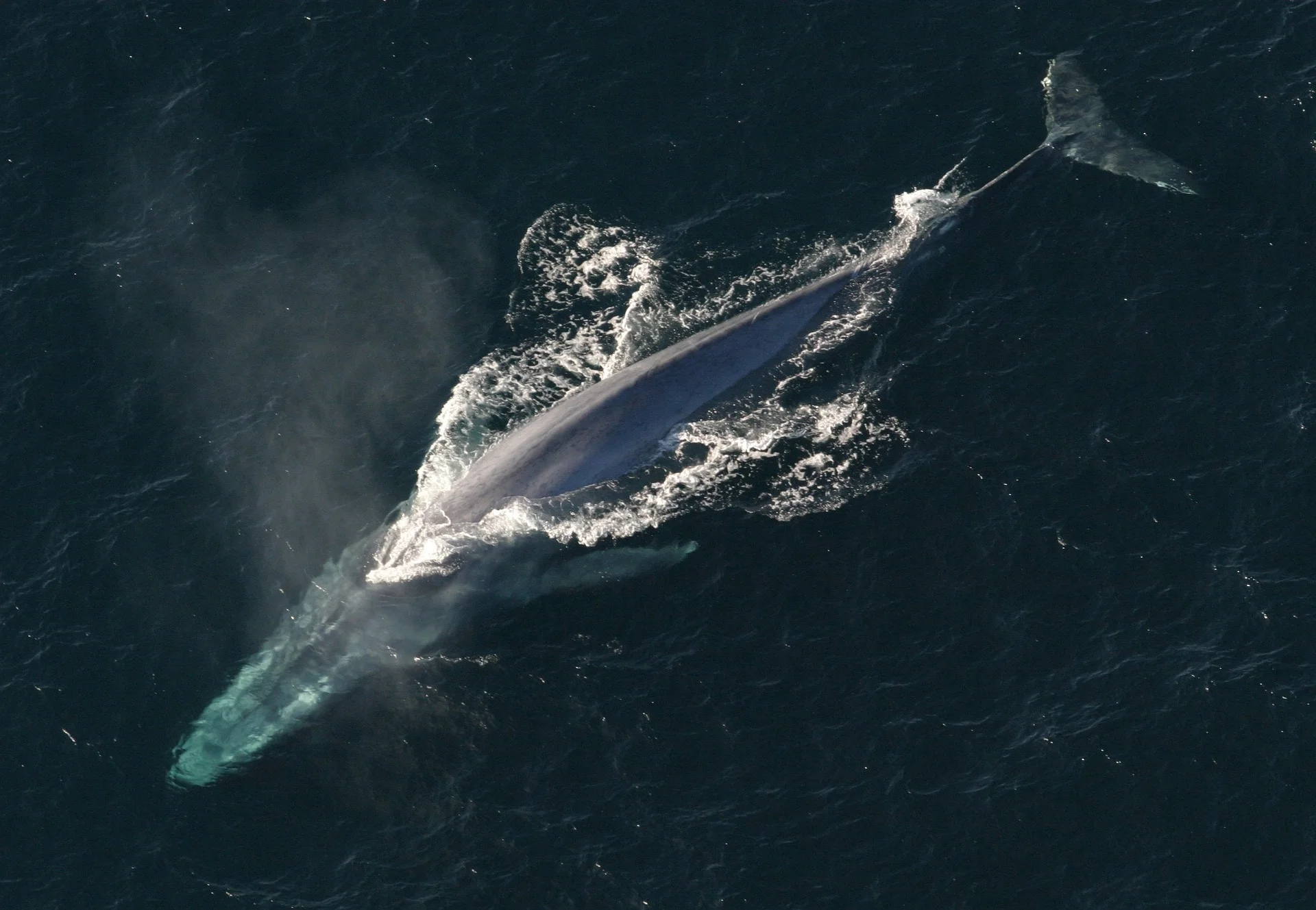 blue-whale-1198719_1920.jpg