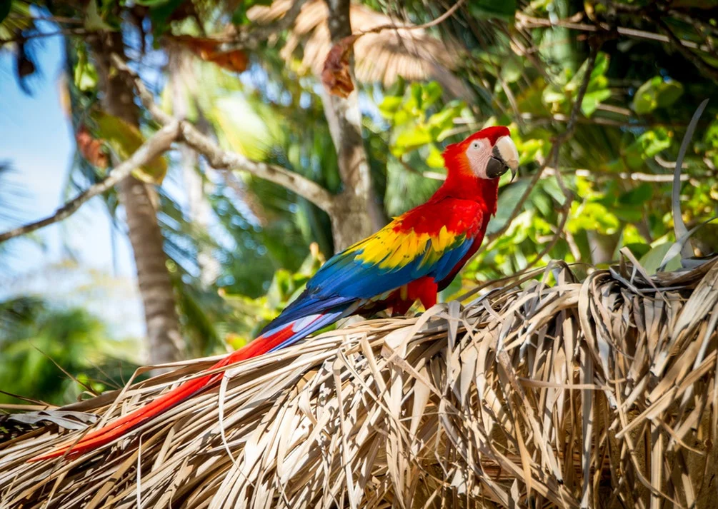 Costa Rica Macaw.jpg