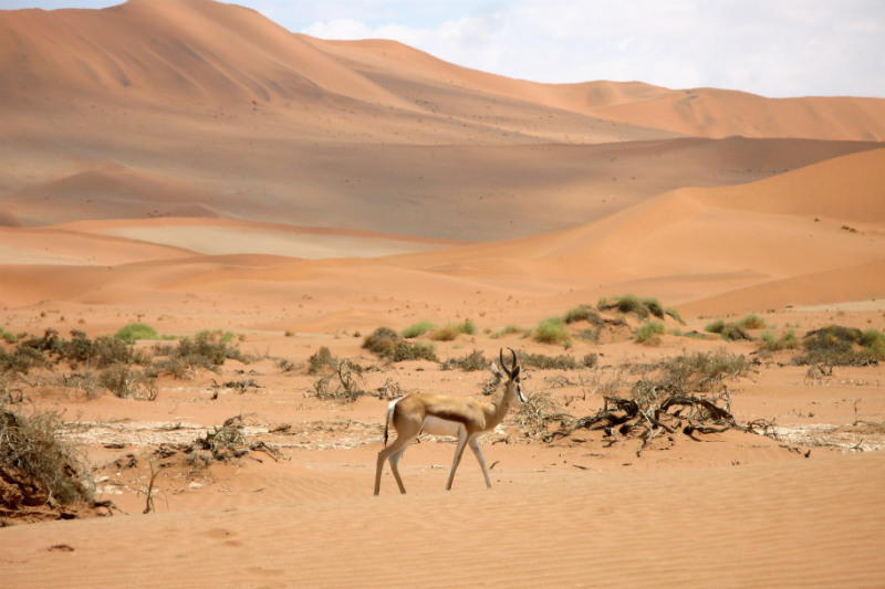 namibia-freeoversea-sossuvlei-wildlife.jpg