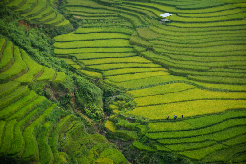 vietnam-cultural-adventure-rice-fields.jpg