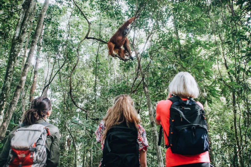 what-is-an-artisan-sumatra-orangutans.jpg