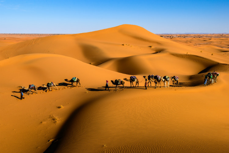 josie-sanders-morocco-camels-sahara-desert.jpeg
