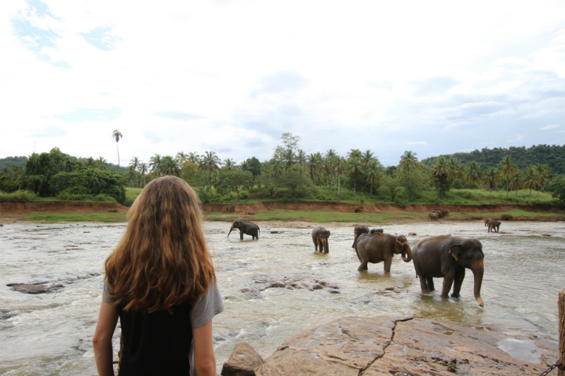 sri-lanka-expedition-pinnawala-elephant-orphanage.jpg