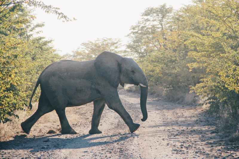 victoria-falls-adventure-elephant-zambezi.jpg