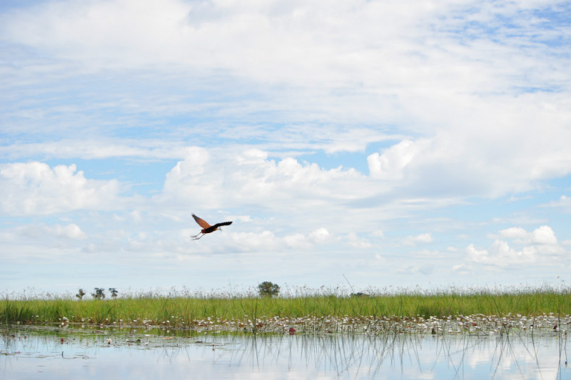 botswana-wetlands-safari-bird-clouds.jpg